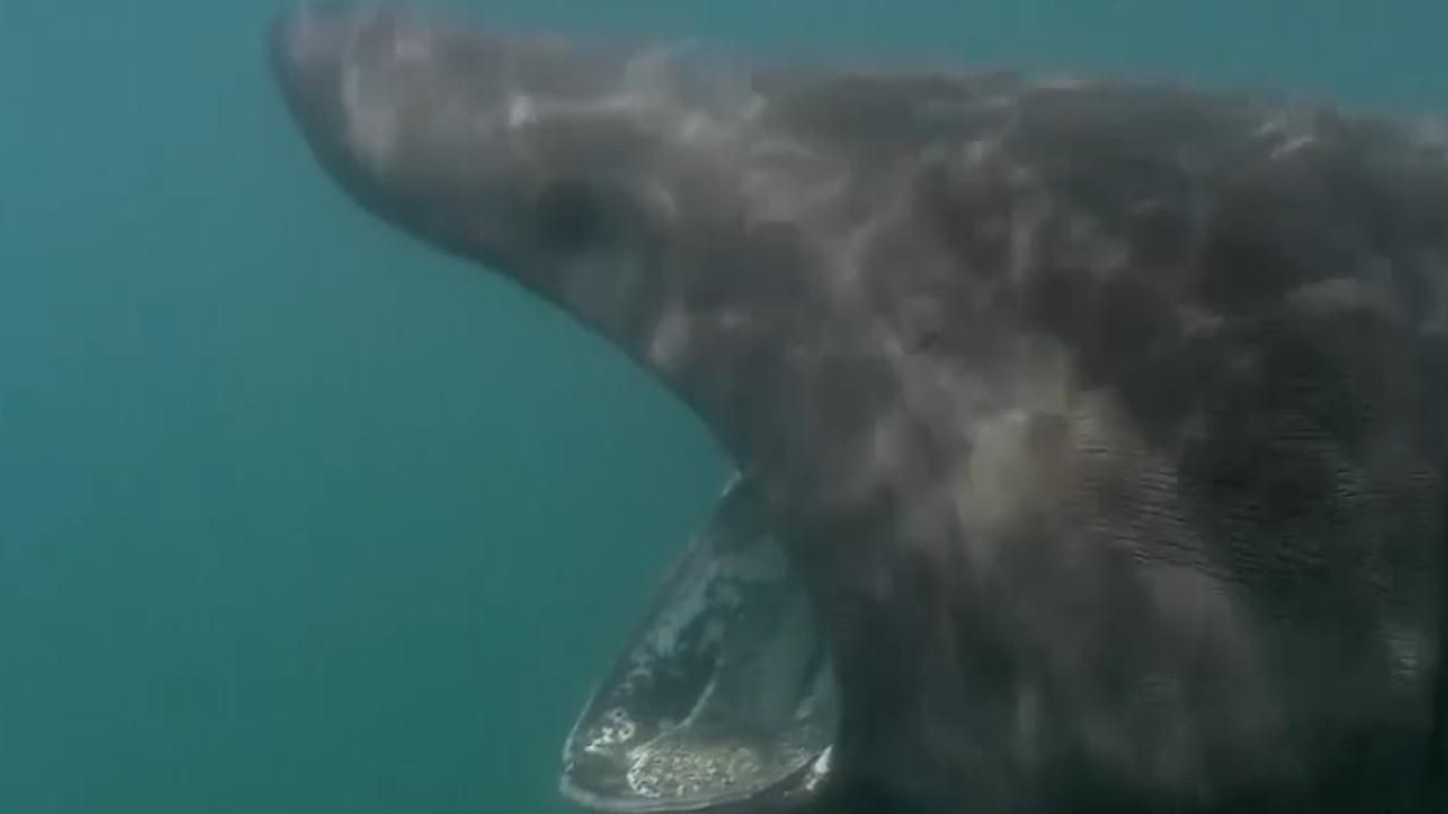 姥鯊【現存體型第二大的魚海洋巨獸姥鯊北海動物世界】