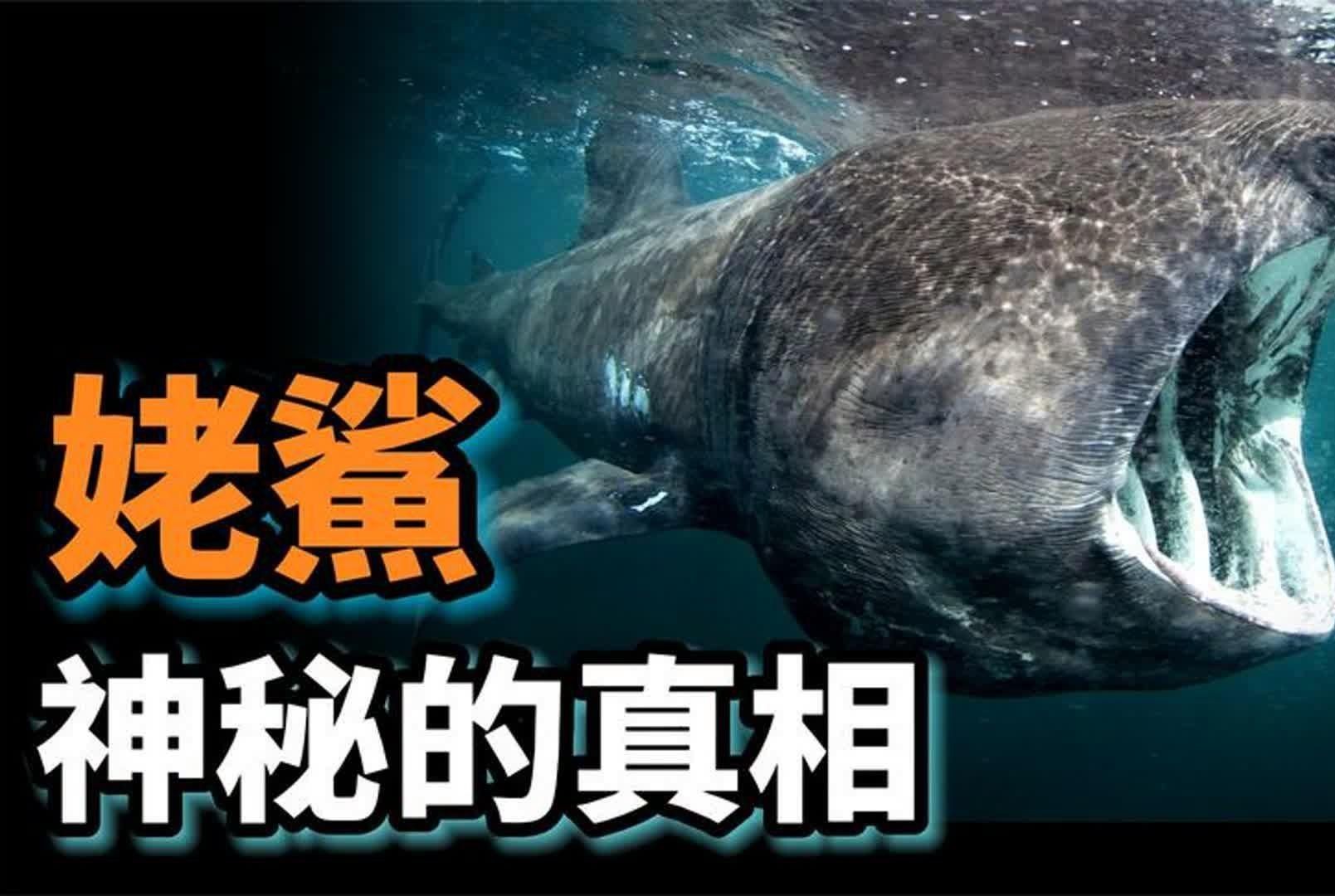 姥鯊【現存體型第二大的魚海洋巨獸姥鯊北海動物世界】