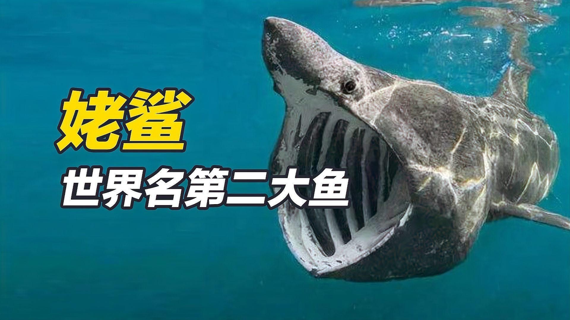 姥鯊【現存體型第二大的魚海洋巨獸姥鯊北海動物世界】