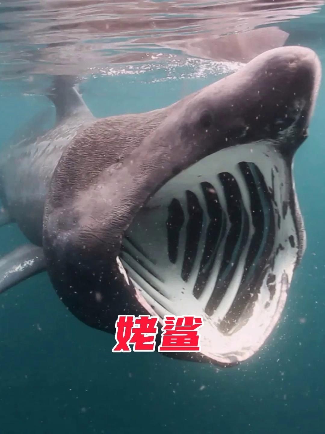 姥鯊【現存體型第二大的魚海洋巨獸姥鯊北海動物世界】