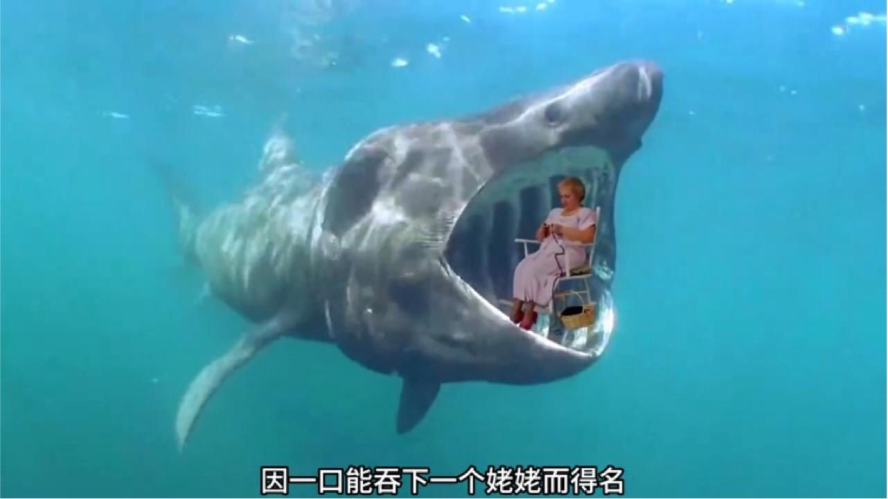 龍魚內寄自愈需要多長時間龍魚內寄自愈的概率有多大，龍魚內寄能否自愈？