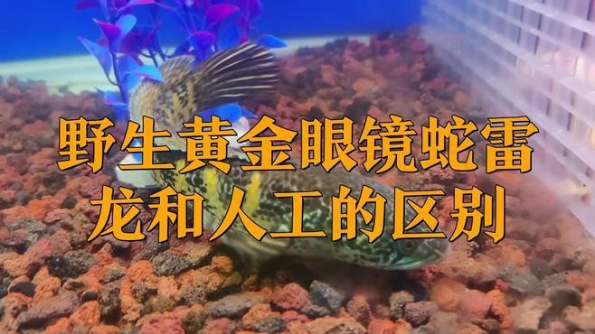 如何區分野生和養殖的雷龍魚？【野生與人工的區別】