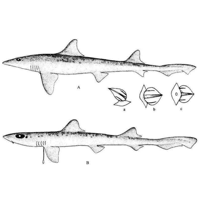 鯊魚的種類有多少種【鯊魚家族的多樣性】