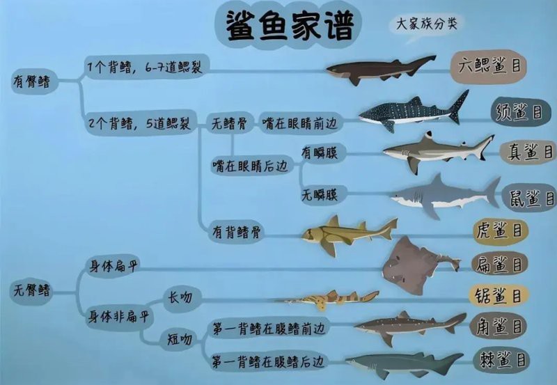鯊魚的種類有多少種【鯊魚家族的多樣性】