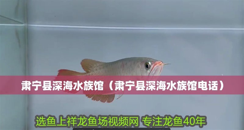 肅寧龍魚(yú)店【河北肅寧縣有專業(yè)龍魚(yú)養(yǎng)殖場(chǎng)嗎碧溪水族館有龍魚(yú)嗎】
