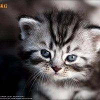 延邊朝鮮族自治州水族批發(fā)市場 延邊朝鮮族自治州水族批發(fā)市場 全國水族館企業(yè)名錄 第4張