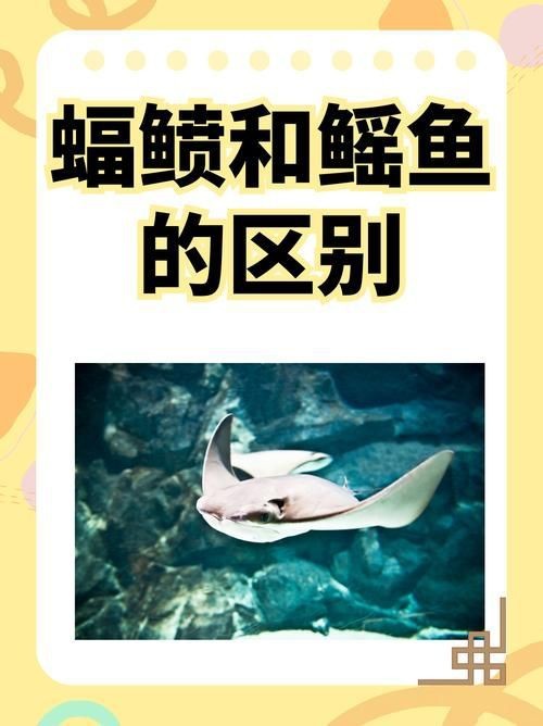 魟魚和鰩魚和蝠鲼的區(qū)別圖片【蝠鲼、鰩魚、鰩魚傻傻分不清楚】