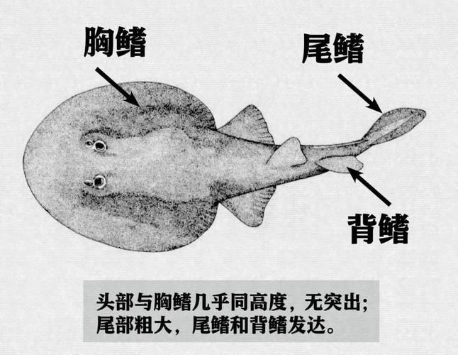 魟魚和鰩魚和蝠鲼的區(qū)別圖片【蝠鲼、鰩魚、鰩魚傻傻分不清楚】