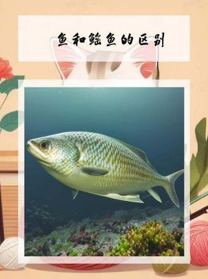 魟魚和鰩魚和蝠鲼的區(qū)別圖片【蝠鲼、鰩魚、鰩魚傻傻分不清楚】