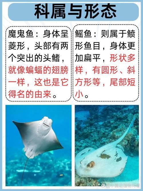 魟魚和鰩魚和蝠鲼的區(qū)別圖片【蝠鲼、鰩魚、鰩魚傻傻分不清楚】