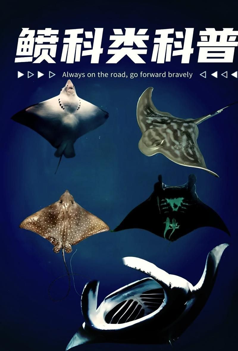 魟魚和鰩魚和蝠鲼的區(qū)別圖片【蝠鲼、鰩魚、鰩魚傻傻分不清楚】