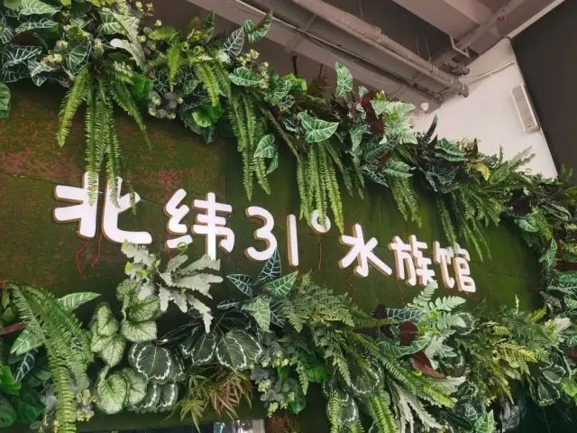 啟東水族店【啟東哪家水族店口碑最好】