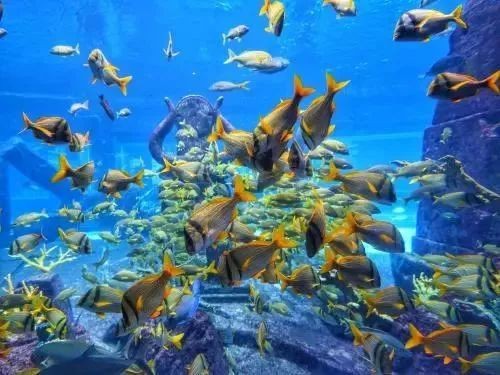 類烏齊水族店【烏魯木齊水族店有哪些特色魚類店有哪些特色魚類信息】