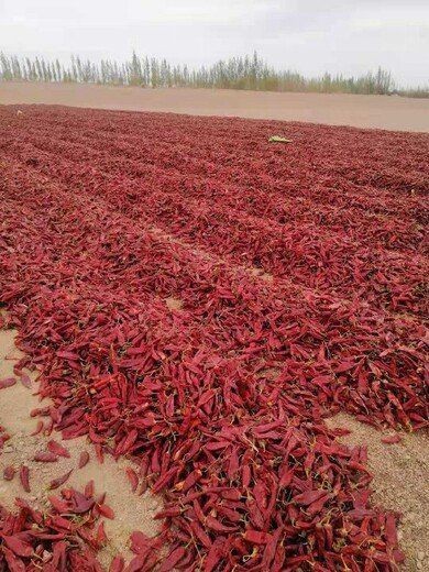 紅龍23辣度是多少【紅龍23號辣椒的市場需求如何】