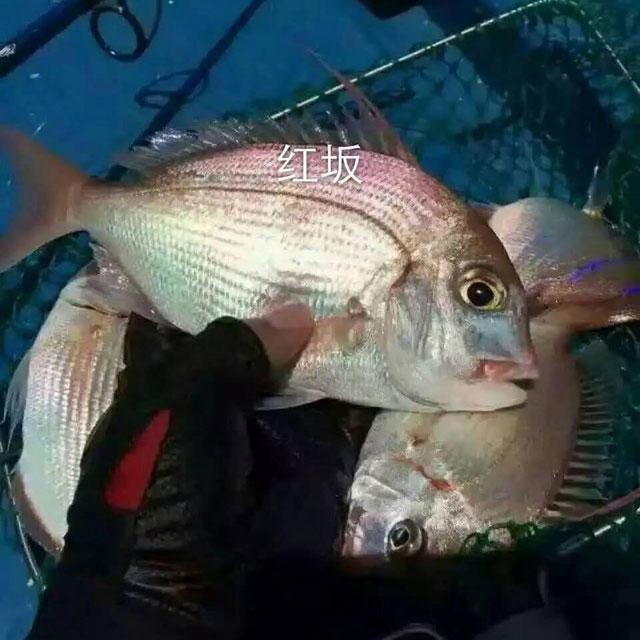 寧波紅立魚多少一斤【寧波市場紅立魚價格、營養價值及消費建議，紅立魚價格對比表】