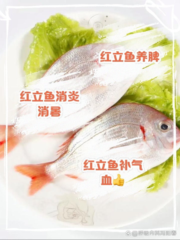 寧波紅立魚多少一斤【寧波市場紅立魚價格、營養價值及消費建議，紅立魚價格對比表】