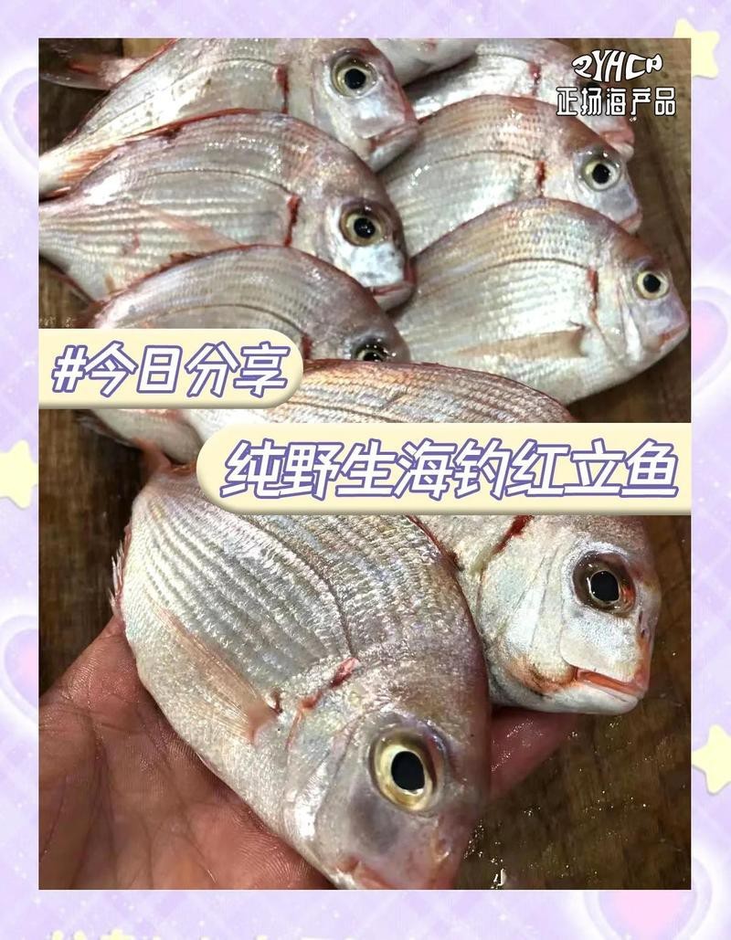 寧波紅立魚多少一斤【寧波市場紅立魚價格、營養價值及消費建議，紅立魚價格對比表】