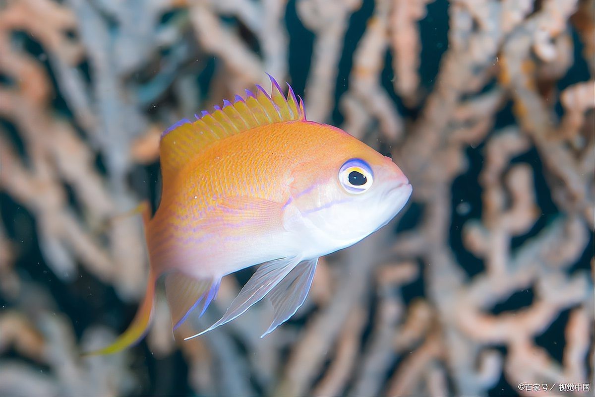 紅龍魚白點病的治療方法【智能模式回答完成調(diào)用工具：百度健康】