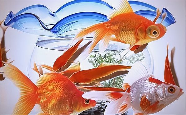 放魚缸有什么講究