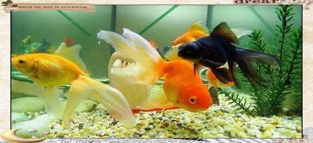 放魚缸有什么講究