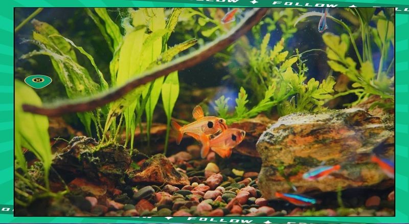 紅大勾扯旗魚怎么養(yǎng)【紅大鉤扯旗魚的美麗姿態(tài),紅大鉤扯旗魚的飼養(yǎng)指南】