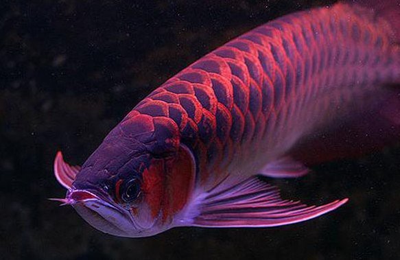 龍魚趴底頻繁張嘴多久會死？【智能模式回答完成調用工具：龍魚趴底頻繁張嘴會自愈嗎】
