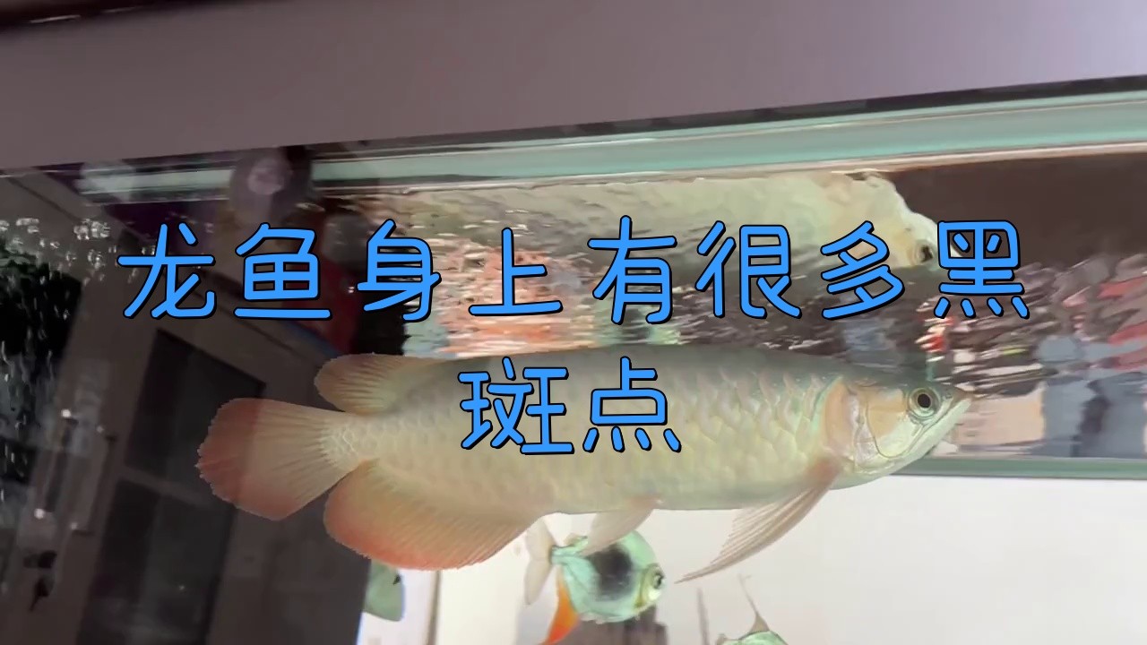 如何預(yù)防黑鱗龍魚疾病？【智能模式回答完成調(diào)用工具：百度健康】