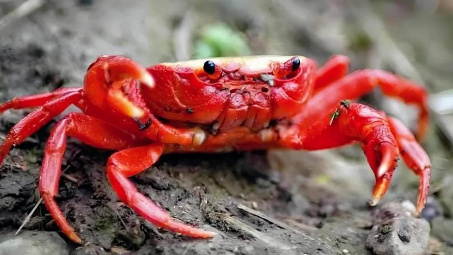 紅蟹魚圖片【紅蟹魚的家常做法】