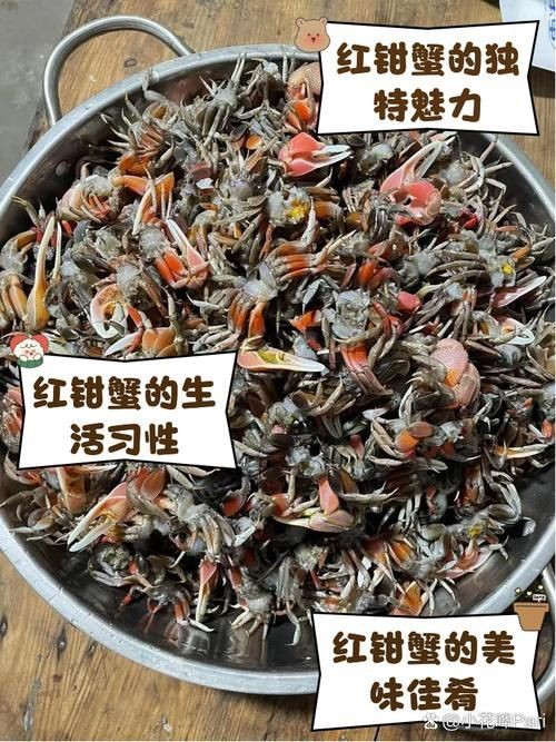紅蟹魚圖片【紅蟹魚的家常做法】