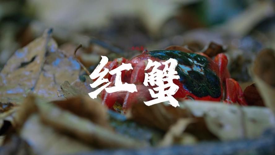 紅蟹魚圖片【紅蟹魚的家常做法】