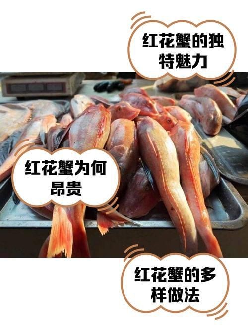 紅蟹魚圖片【紅蟹魚的家常做法】