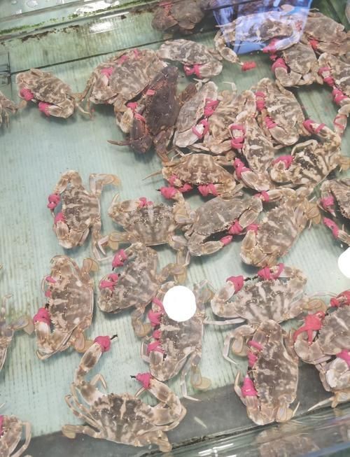 紅蟹魚圖片【紅蟹魚的家常做法】