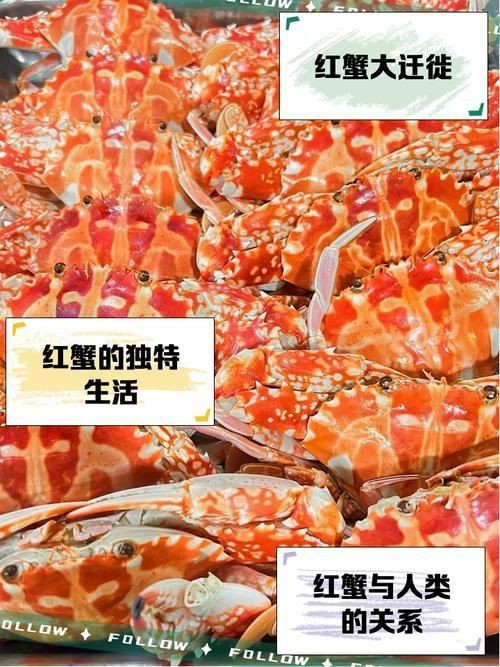 紅蟹魚圖片【紅蟹魚的家常做法】