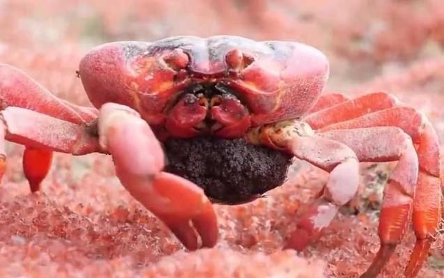 紅蟹魚圖片【紅蟹魚的家常做法】