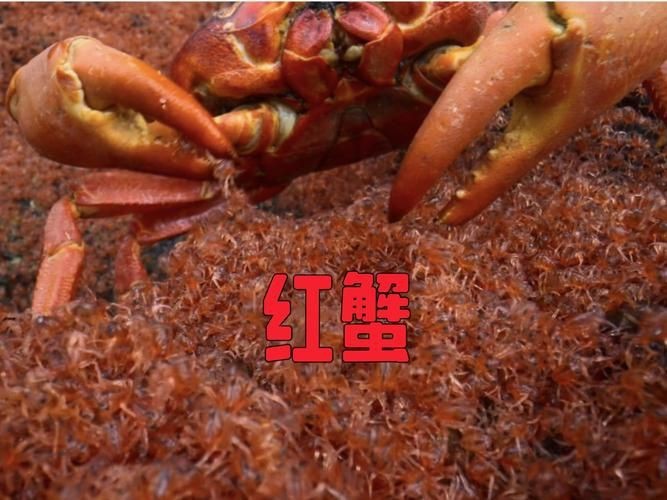 紅蟹魚圖片【紅蟹魚的家常做法】