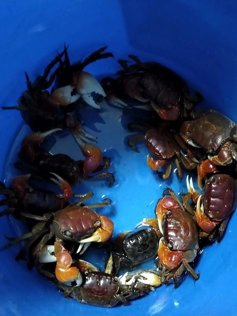 紅蟹魚圖片【紅蟹魚的家常做法】