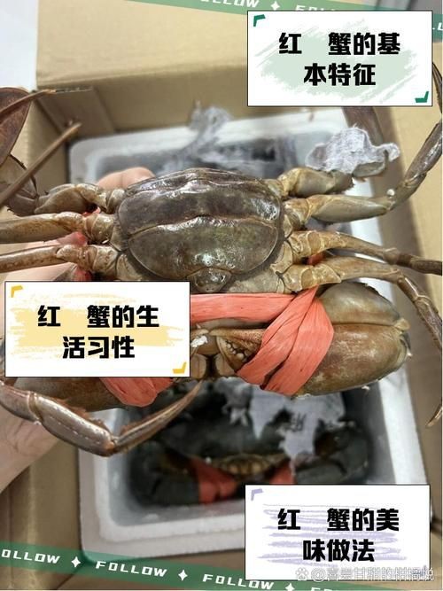 紅蟹魚圖片【紅蟹魚的家常做法】