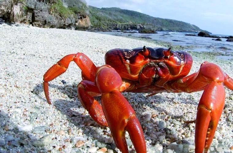 紅蟹魚圖片【紅蟹魚的家常做法】