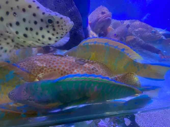 紅蟹魚圖片【紅蟹魚的家常做法】