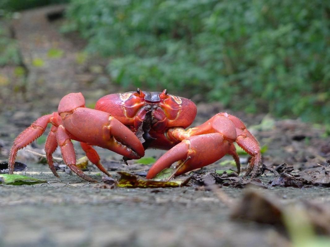 紅蟹魚圖片【紅蟹魚的家常做法】