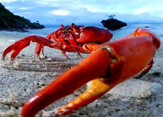 紅蟹魚圖片【紅蟹魚的家常做法】