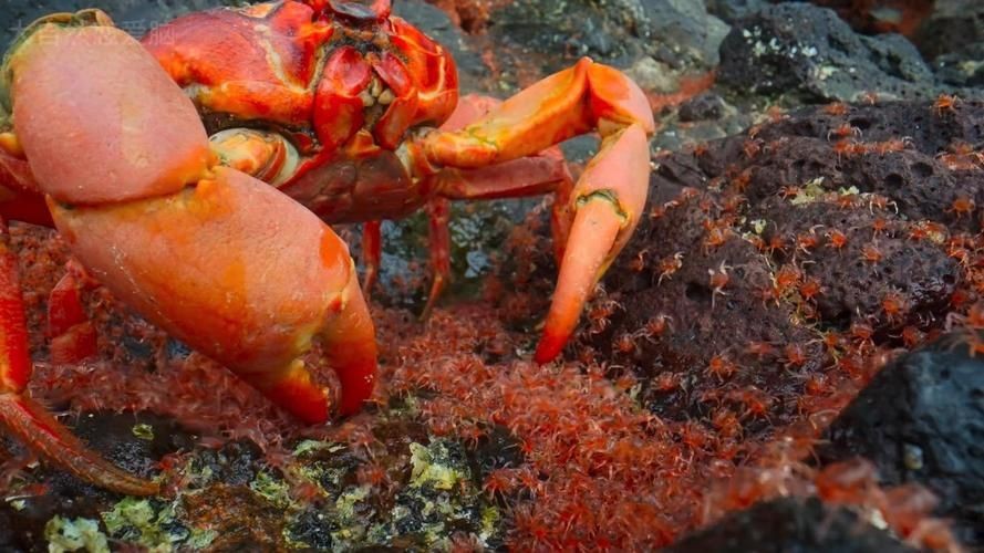紅蟹魚圖片【紅蟹魚的家常做法】