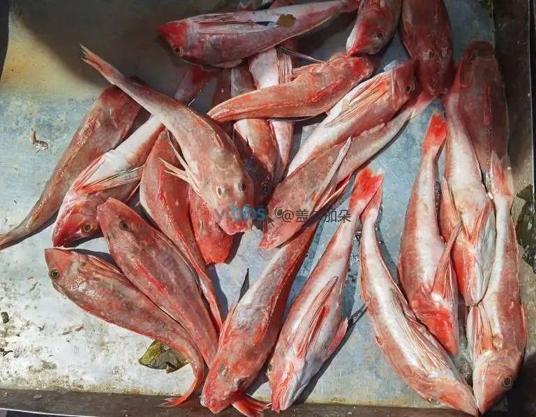 紅蟹魚圖片【紅蟹魚的家常做法】