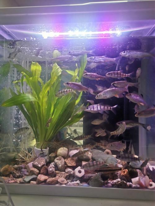 100種魚缸圖片【6種絕美魚缸造景全攻略】