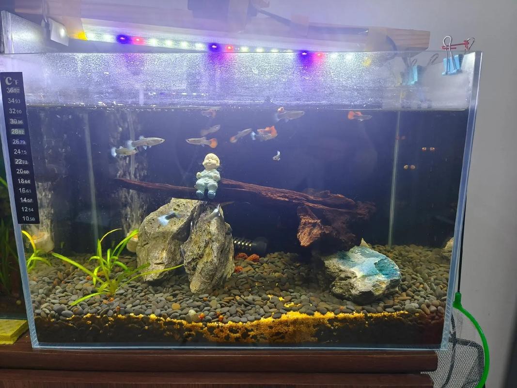 100種魚缸圖片【6種絕美魚缸造景全攻略】