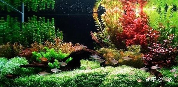 100種魚缸圖片【6種絕美魚缸造景全攻略】