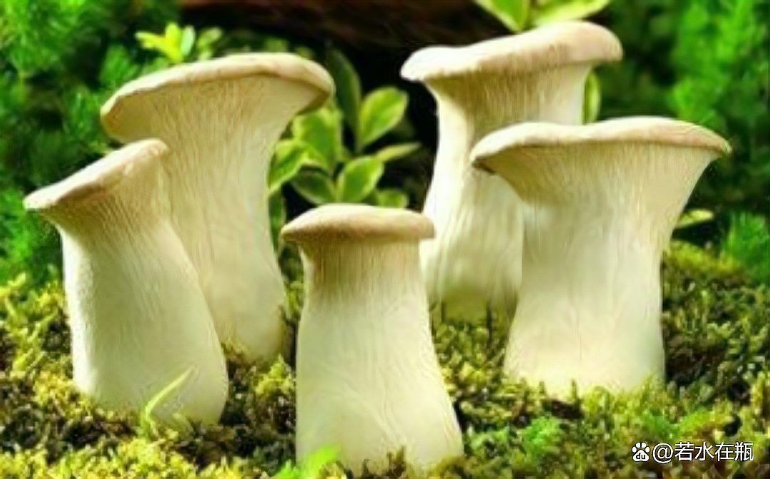蘑菇在佛教暗示啥意思【蘑菇在佛教文化中具有多重的象征意義】