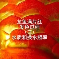 紅龍發(fā)色期間需要換水嗎？【揭秘血紅龍魚:顏色變化與飼養(yǎng)要點(diǎn)全解析永遠(yuǎn)好奇的熊貓】