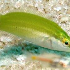 綠春龍魚店【綠春地區(qū)有龍魚店嗎】