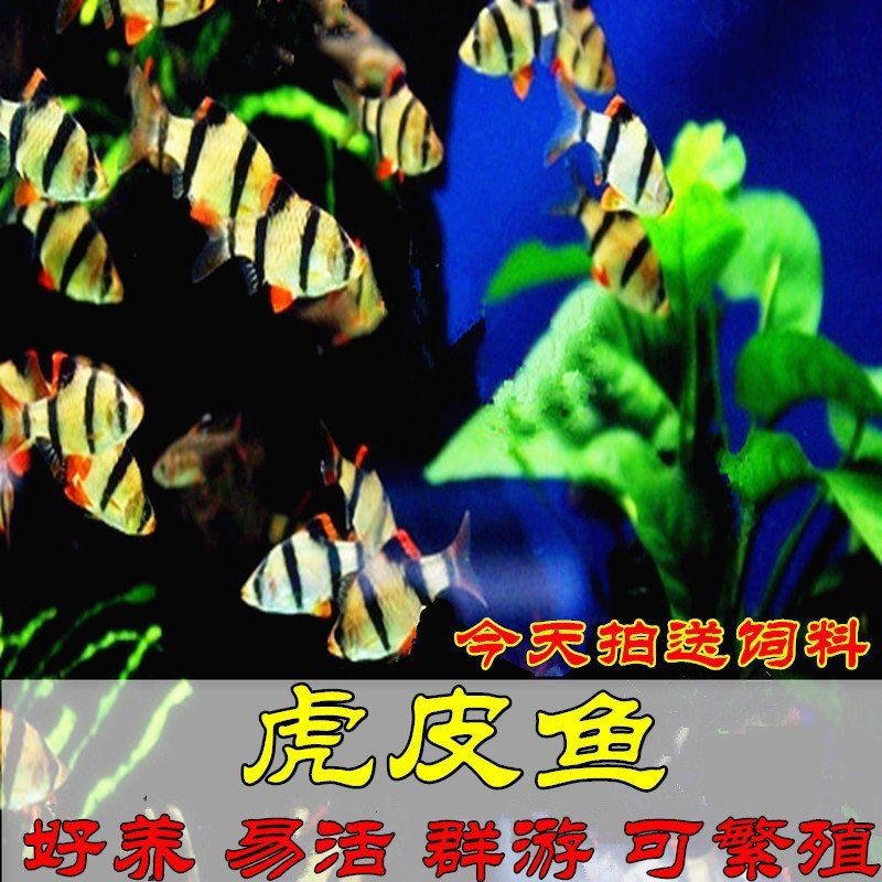 綠老虎是什么魚【綠老虎是虎皮魚嗎】